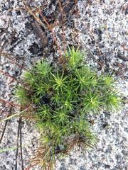 Adenogramma rigida