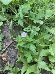 Geranium sibiricum