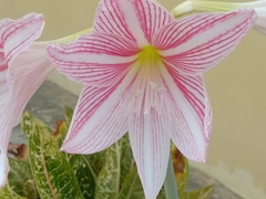 Hippeastrum reticulatum