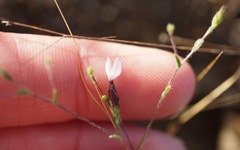 Lessingia micradenia micradenia
