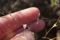 Lessingia micradenia micradenia
