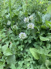 Trifolium repens