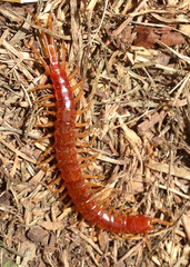 Scolopocryptops spinicaudus