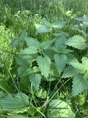 Urtica dioica