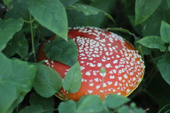 Amanita muscaria