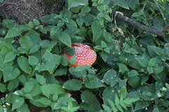 Amanita muscaria