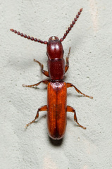Taphroscelidia linearis