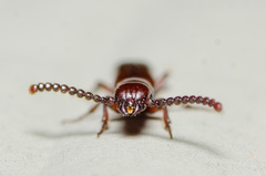 Taphroscelidia linearis