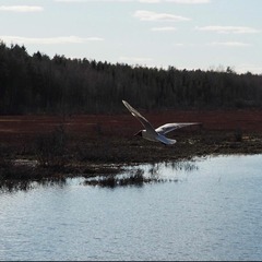 Chroicocephalus ridibundus