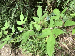 Rubus trianthus