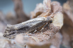 Tineidae