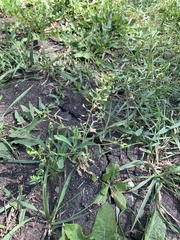 Capsella bursa-pastoris