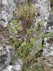 Veronica lavaudiana
