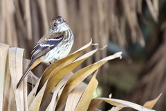 Knipolegus cyanirostris