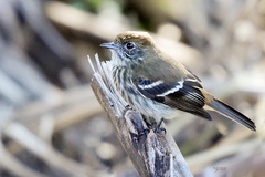 Knipolegus cyanirostris