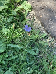 Cichorium intybus