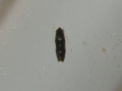 Erythroneura infuscata photo 5