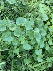 Malva pusilla