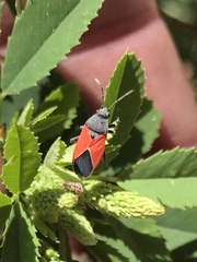 Melanopleurus belfragei