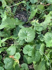 Glechoma hederacea