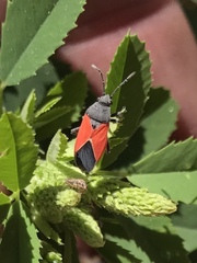 Melanopleurus belfragei