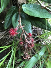 Rubus liui
