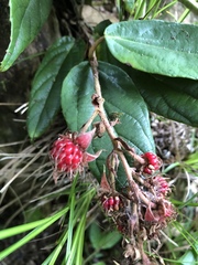 Rubus liui