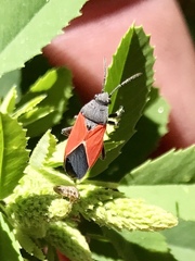 Melanopleurus belfragei