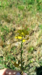 Sisymbrium loeselii