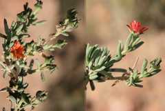 Delosperma testaceum
