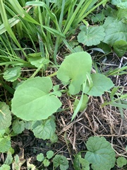 Sonchus oleraceus