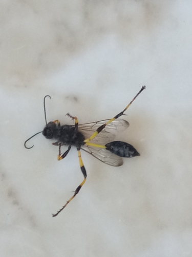 Sceliphron spirifex photo 4