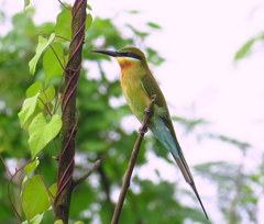 Merops philippinus