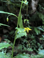 Lysimachia capillipes