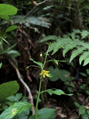 Lysimachia capillipes