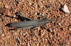 Macrolobalia ocellata