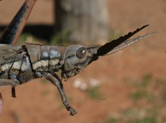 Macrolobalia ocellata