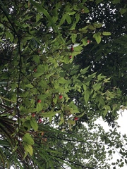 Rubus trianthus
