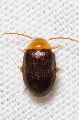 Sacodes pulchella
