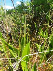 Carex pauciflora