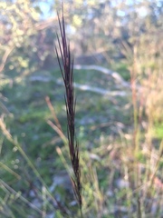 Aristida ramosa
