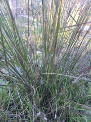Aristida ramosa
