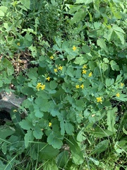 Chelidonium majus
