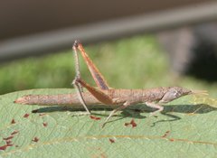 Geckomima handschini