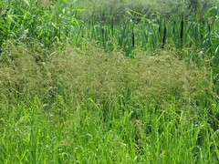 Glyceria spiculosa