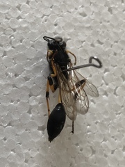 Sceliphron destillatorium