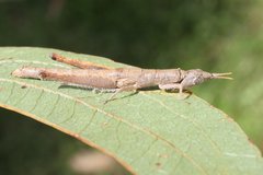Geckomima handschini