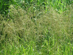 Glyceria spiculosa
