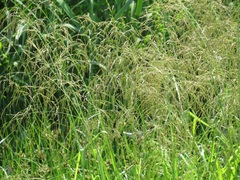Glyceria spiculosa