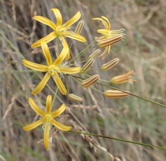 Bloomeria crocea aurea